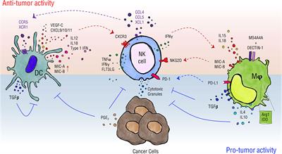 NK Cell Anti-Tumor Surveillance in a Myeloid Cell-Shaped Environment